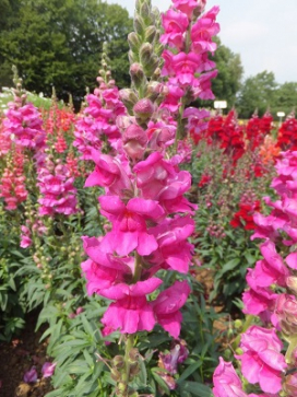 Snapdragon Liberty Classic Lavender